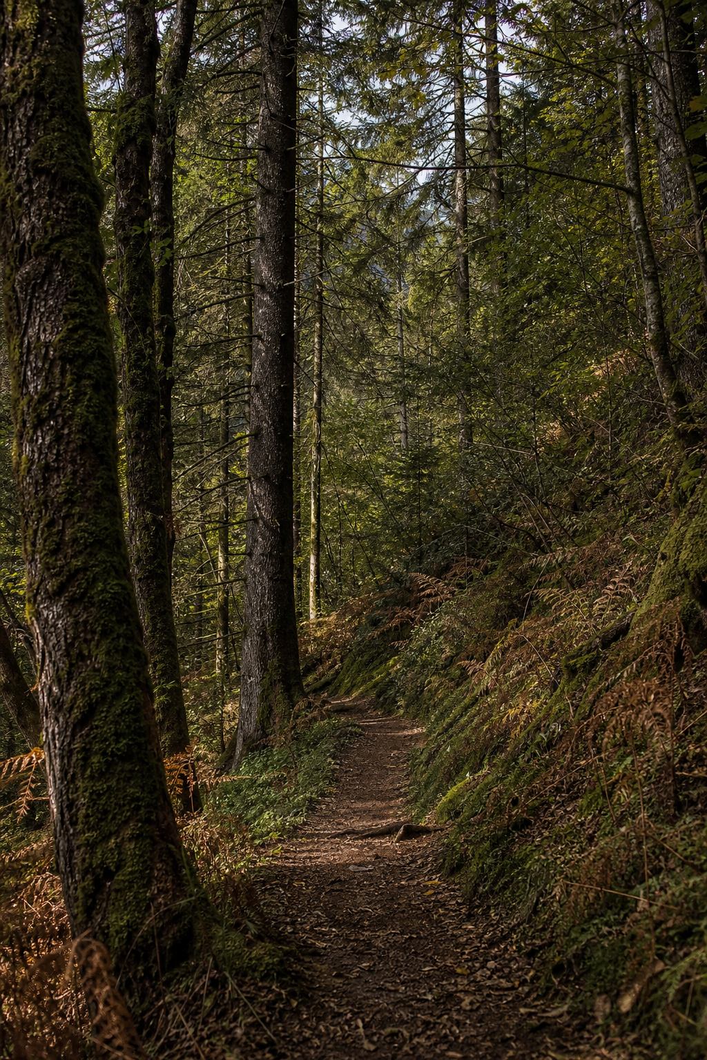 Schmaler Pfad durch den Schwarzwald